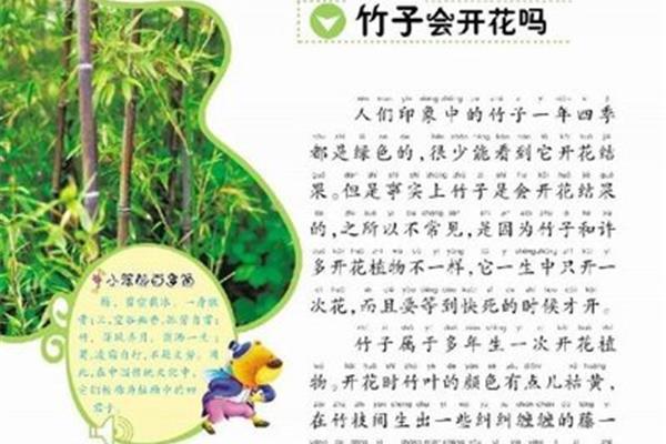 竹子的故事
