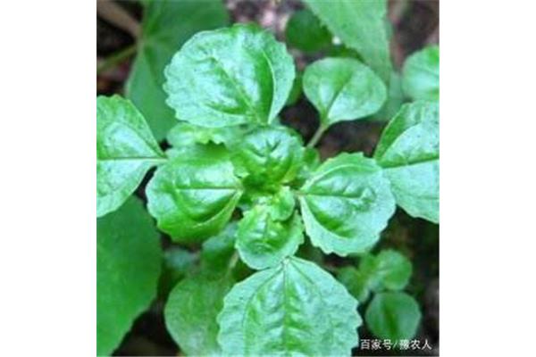草药名称大全