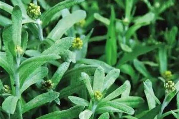 草药名称大全