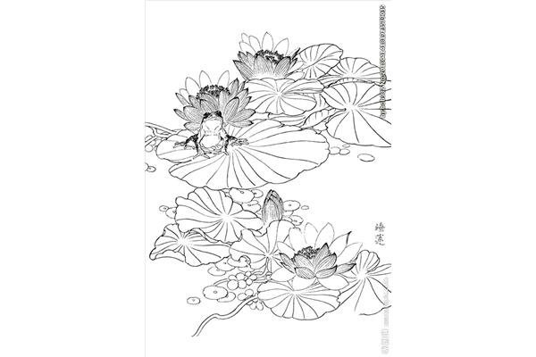 荷花素描图片