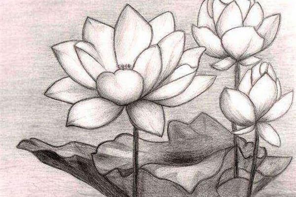 荷花素描图片