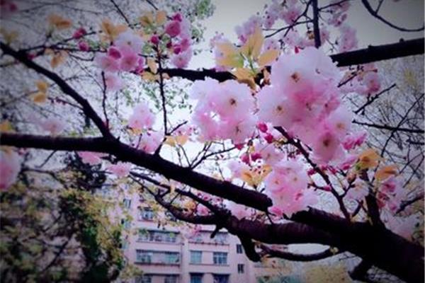 如何形容四月