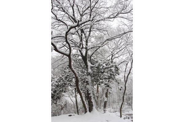 大雪三日下一句