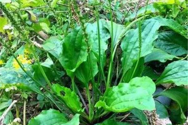 草药名称大全