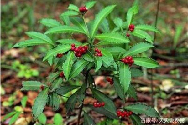 草药名称大全