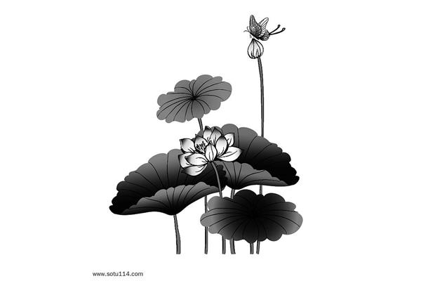 荷花素描图片