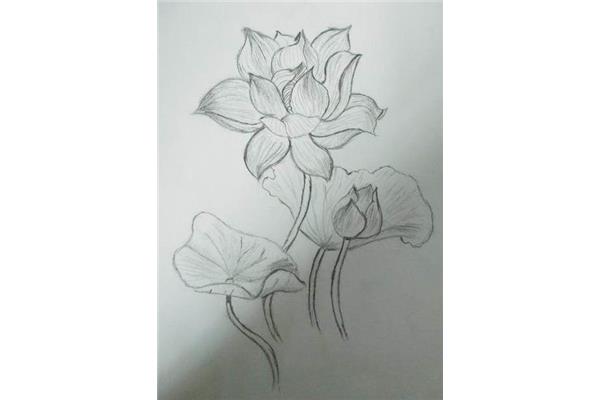 荷花素描图片