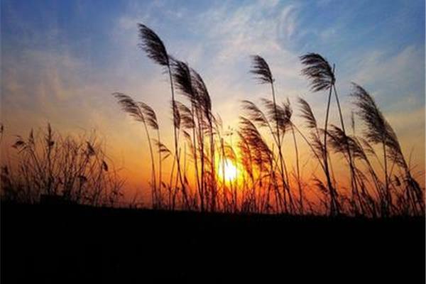 夕阳的唯美句子