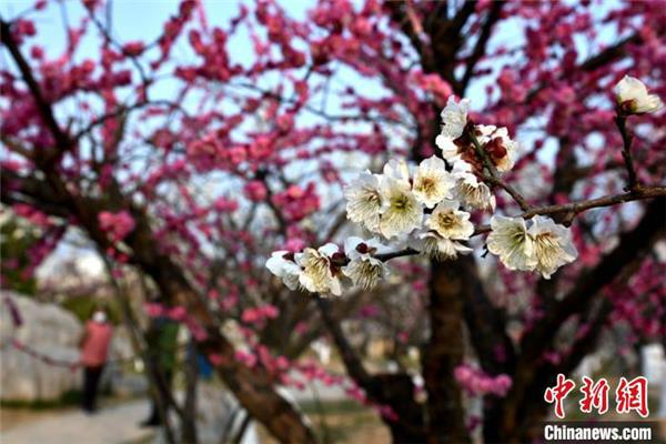 春色满园造句