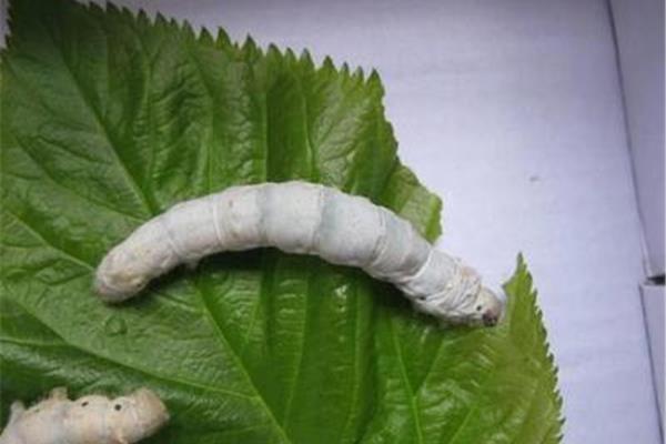 蚕要蜕几次皮