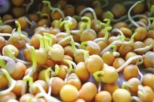 黄豆发芽的过程