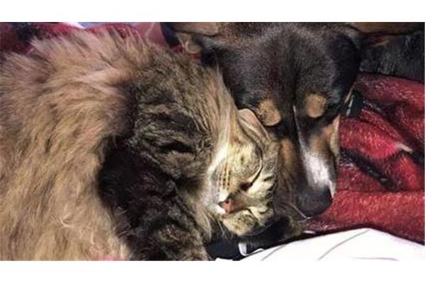 吃猫鼠存在吗