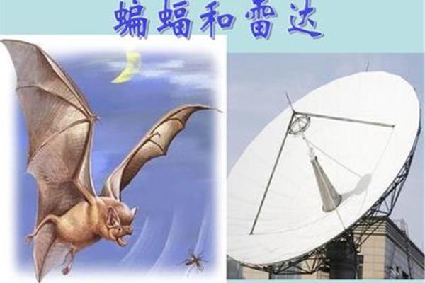 蝙蝠与雷达