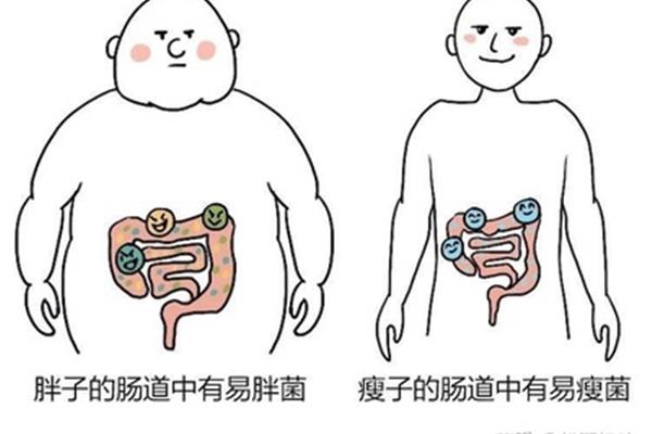 吃胖的方法