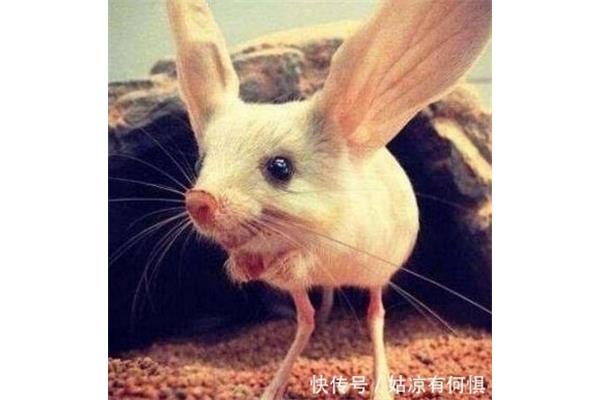 吃猫鼠存在吗