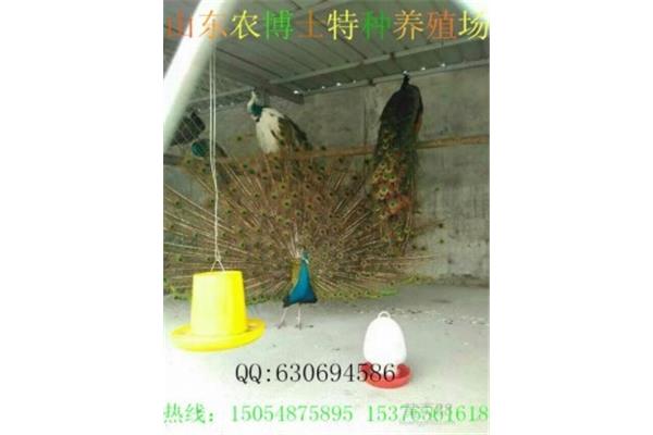 母孔雀叫声