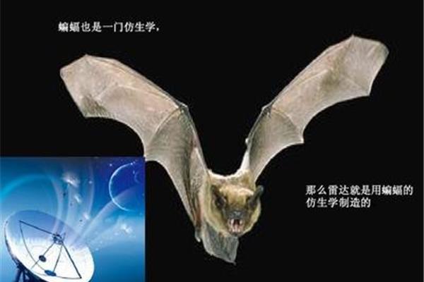 蝙蝠与雷达