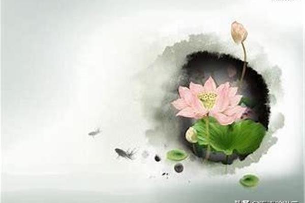 形容荷花的词语