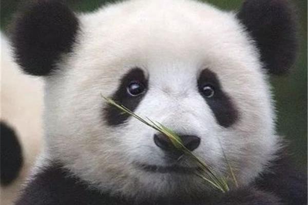 熊猫的外形