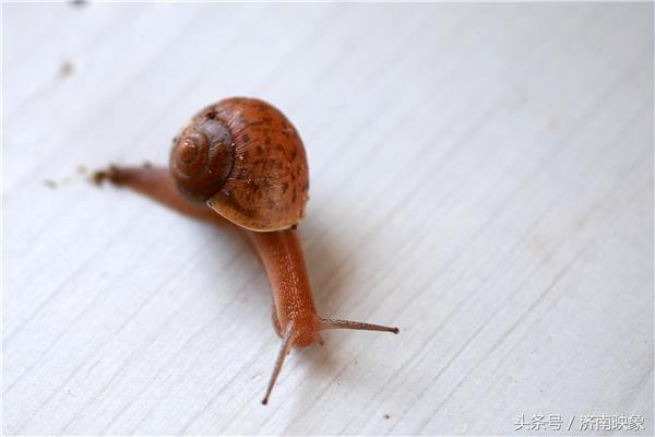 蜗牛会脱壳吗