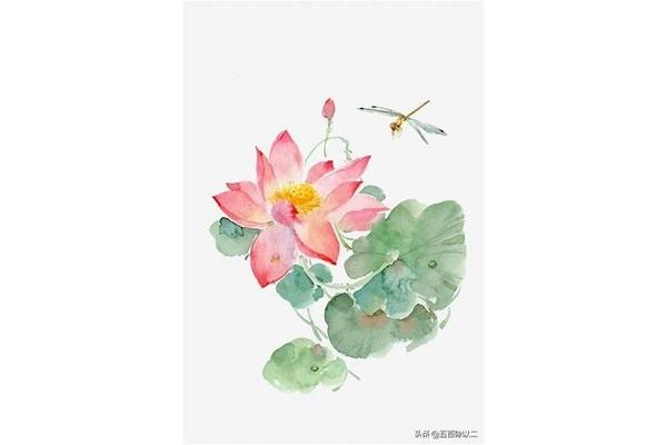 形容荷花的词语