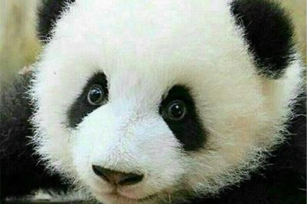 熊猫的外形