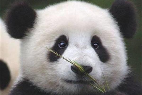熊猫的外形