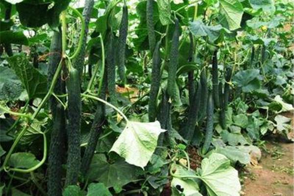 现在种什么菜