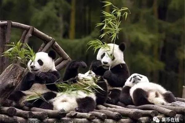 熊猫的外形