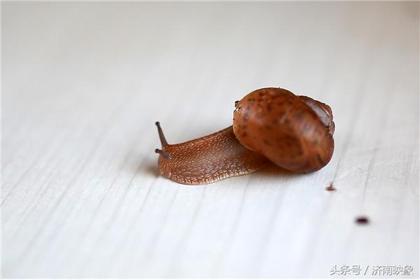 蜗牛会脱壳吗