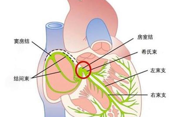 心脏传导系统顺序