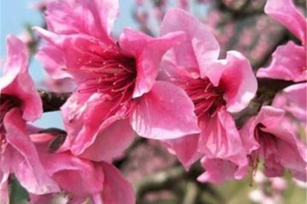 一月开什么花