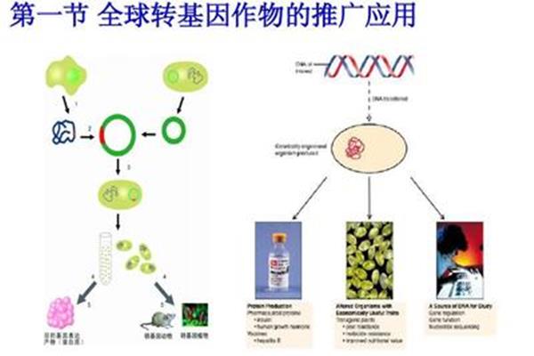 基因工程的应用
