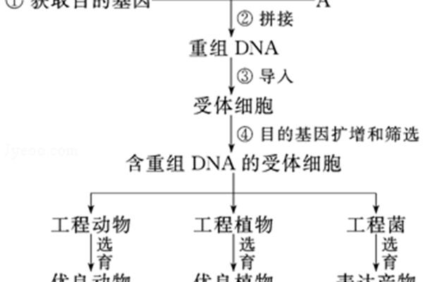 基因工程的应用