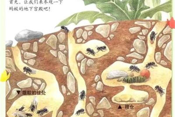 蚂蚁的住处叫什么