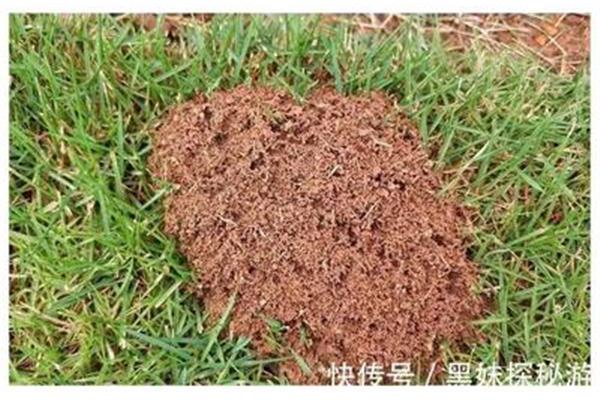 蚂蚁的住处叫什么