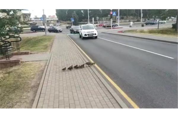 鸭子过马路