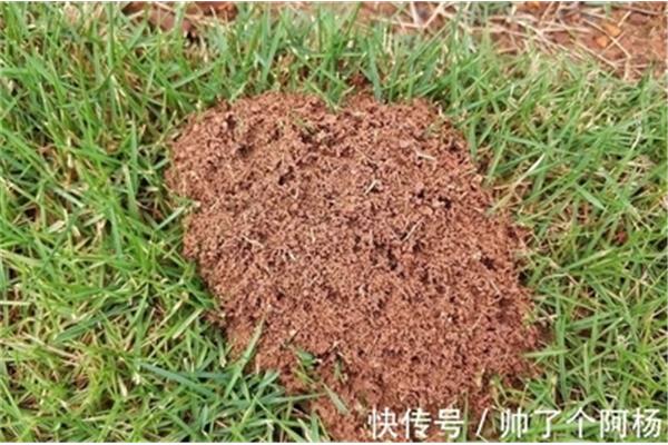 蚂蚁的住处叫什么