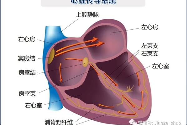 心脏传导系统顺序