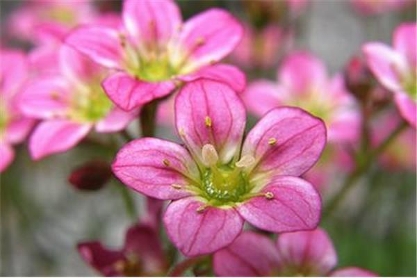一月开什么花