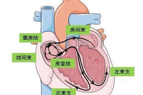心脏传导系统顺序