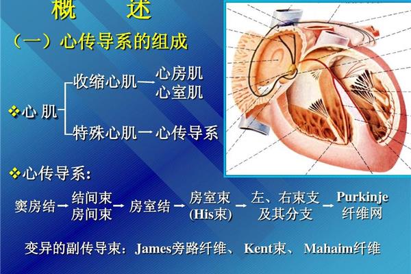 心脏传导系统顺序