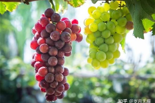 葡萄的诗句