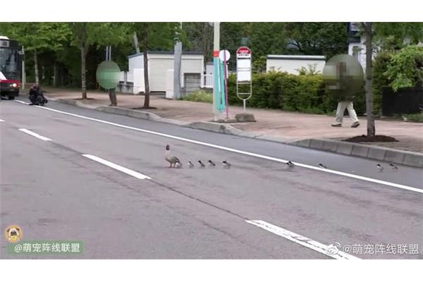 鸭子过马路