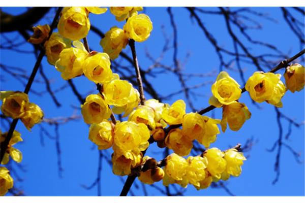 一月开什么花