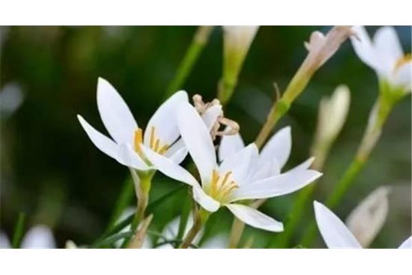 一月开什么花