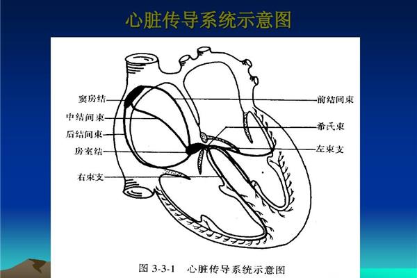 心脏传导系统顺序