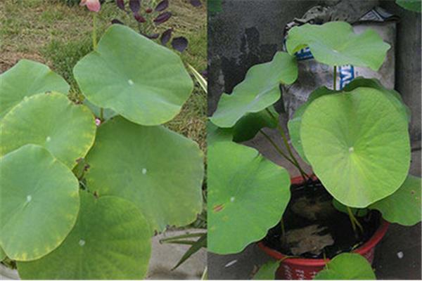 睡莲种植方法