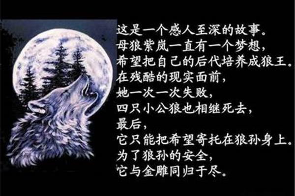 狼王梦推荐理由