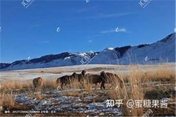 冬牧场读后感
